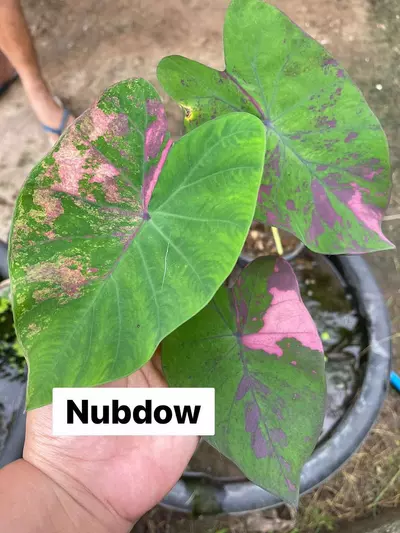 plant/nubdow-1-thumbnail