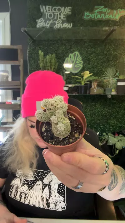 plant/gracilis fragilis-0-thumbnail