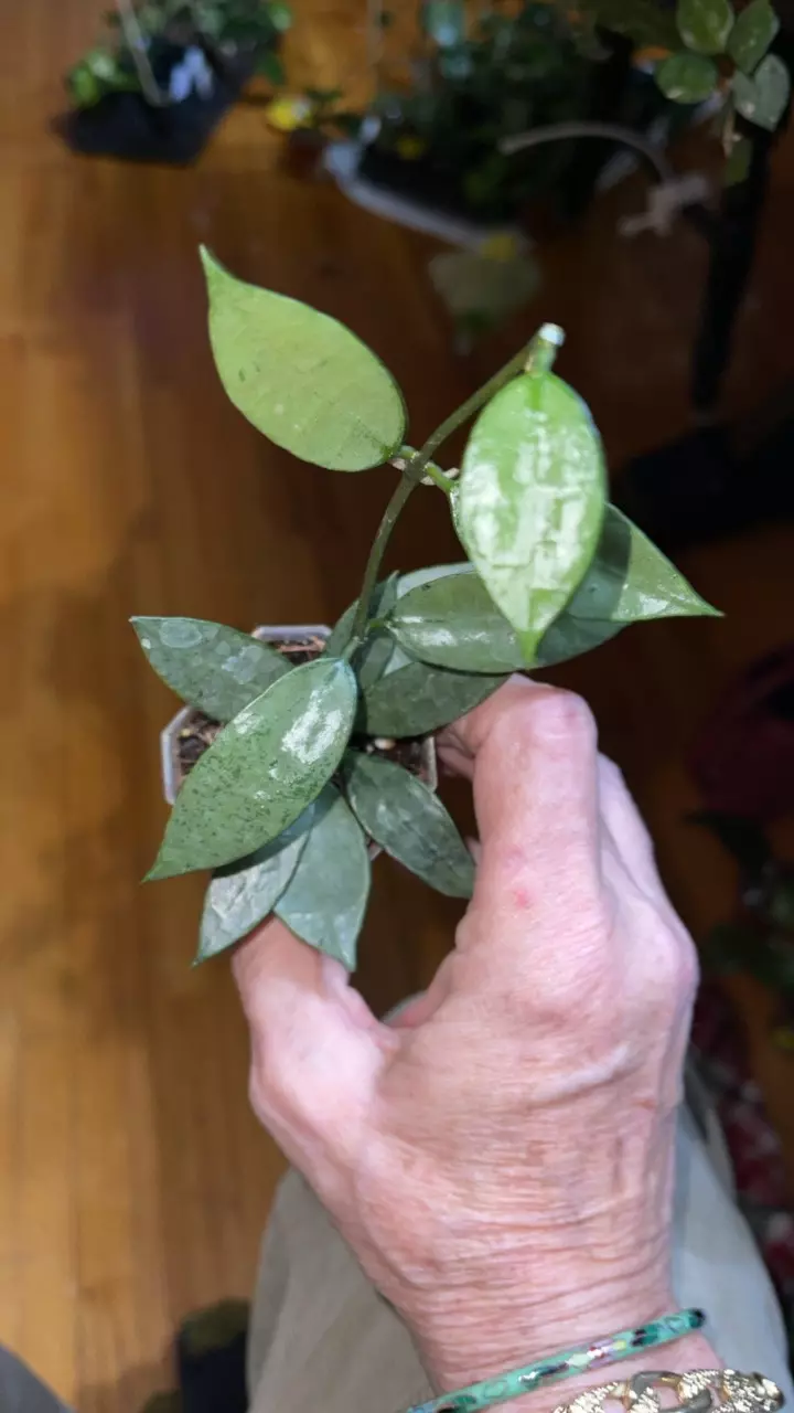 plant/56 Hoya lacunosa 'Dark Form' (or 'Black Queen', 'Gothic')-2