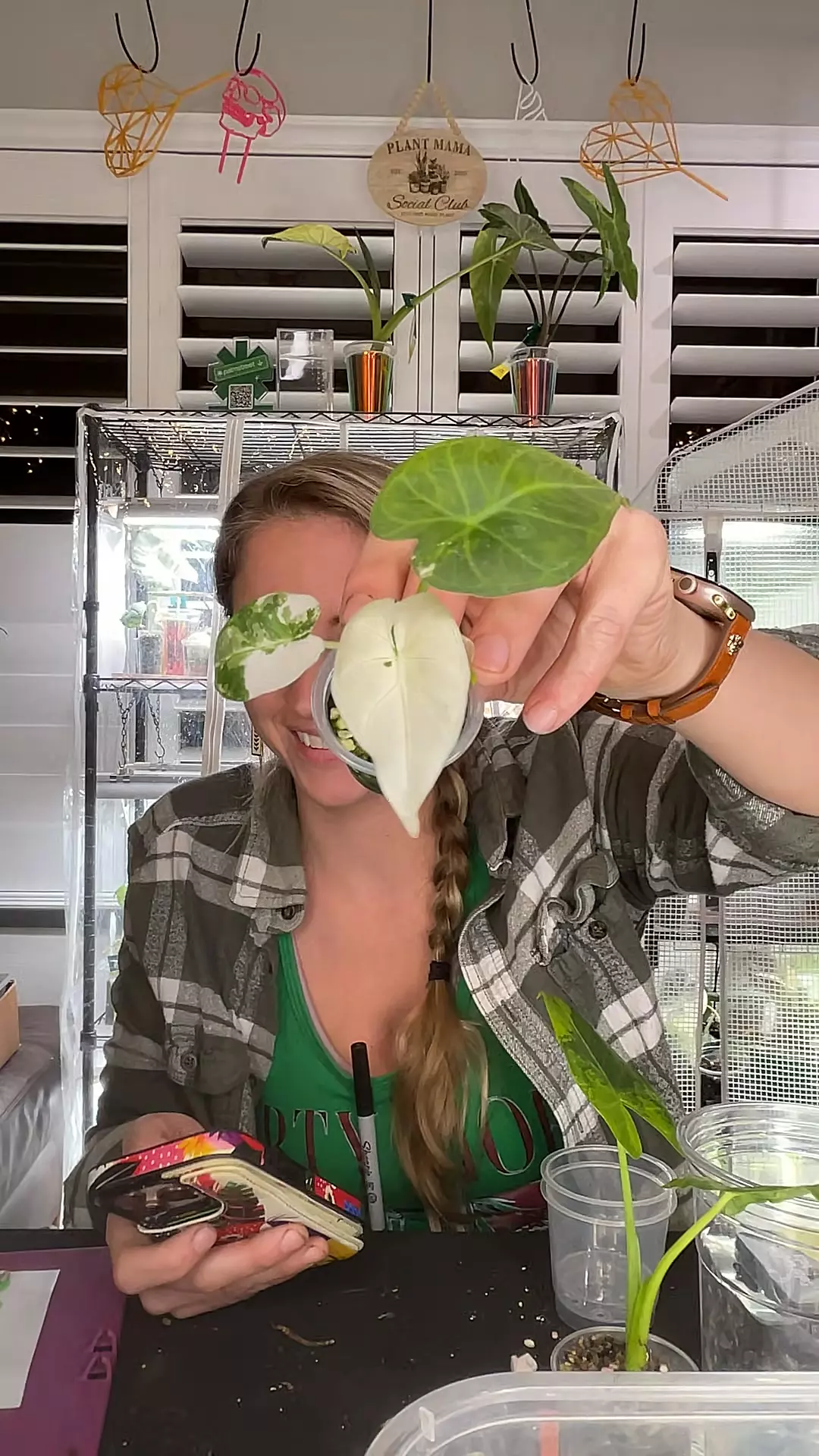 plant/0569 Albo regal shield-0