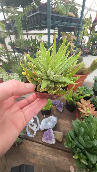 plant/haworthia 42-0-thumbnail