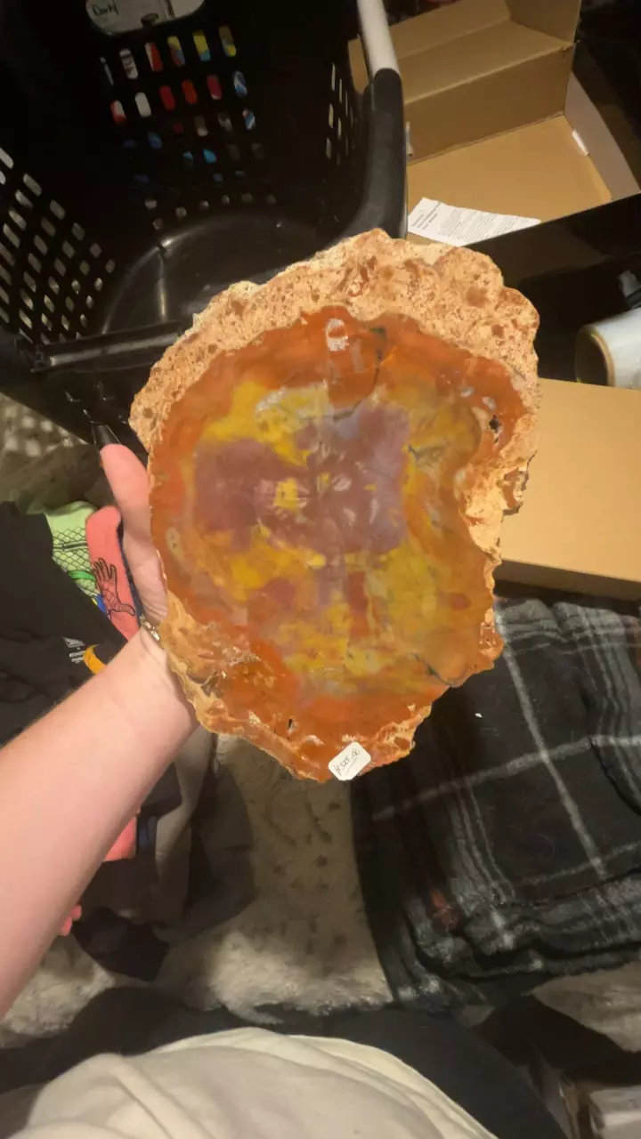 plant/AZ Rainbow Pet Wood Slab-0