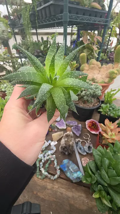 plant/#23 lace aloe-0-thumbnail