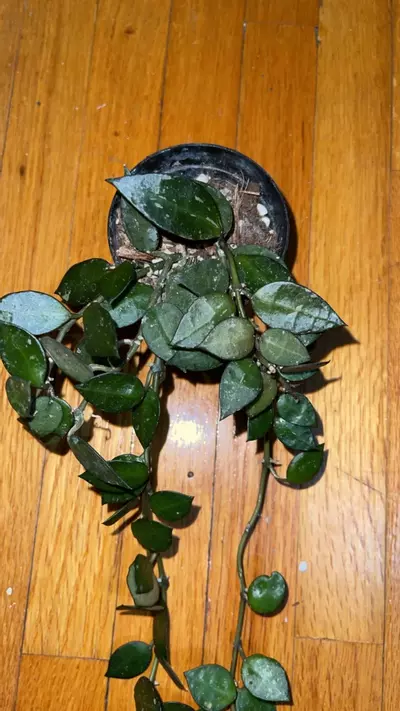 plant/52 Hoya krohniana-1-thumbnail