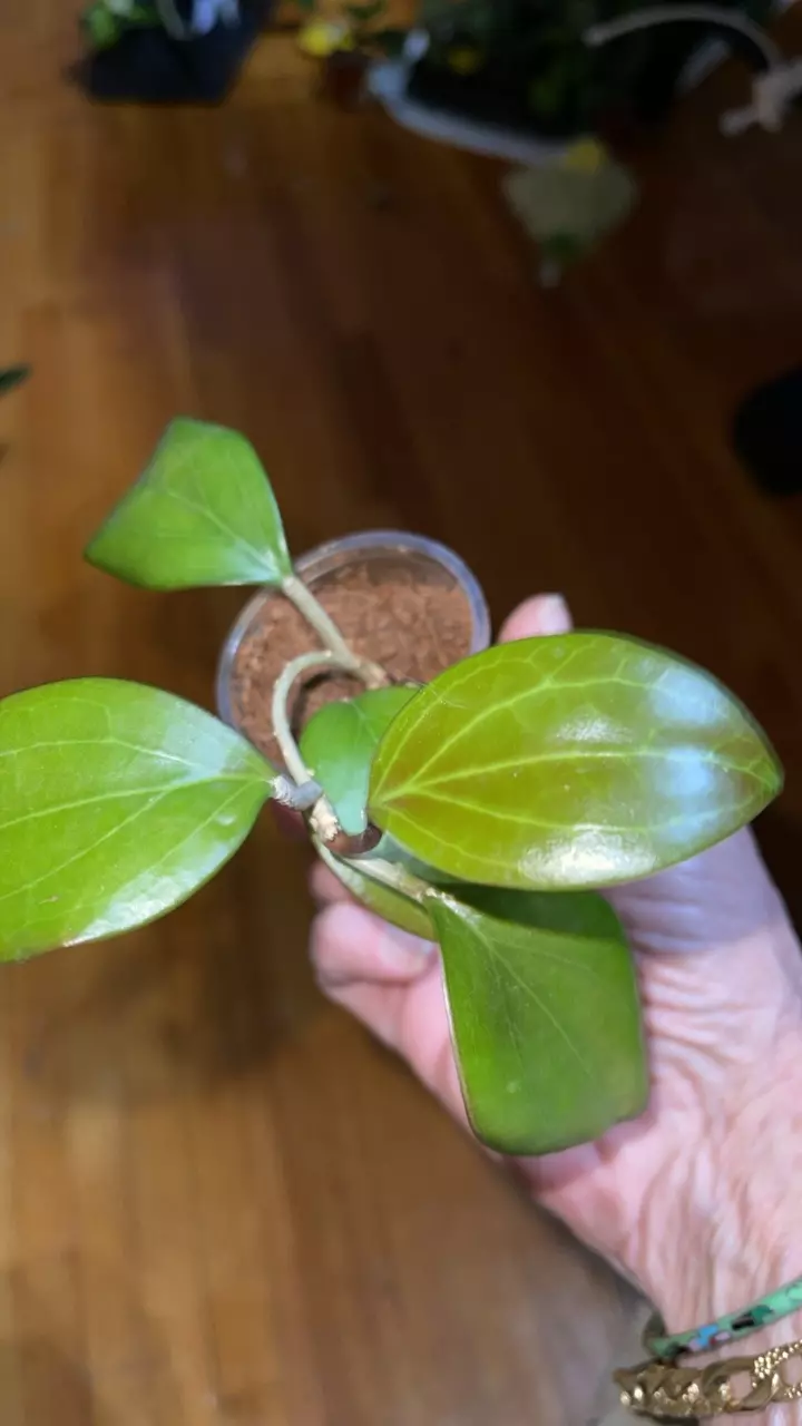 plant/57 Hoya merrillii-1