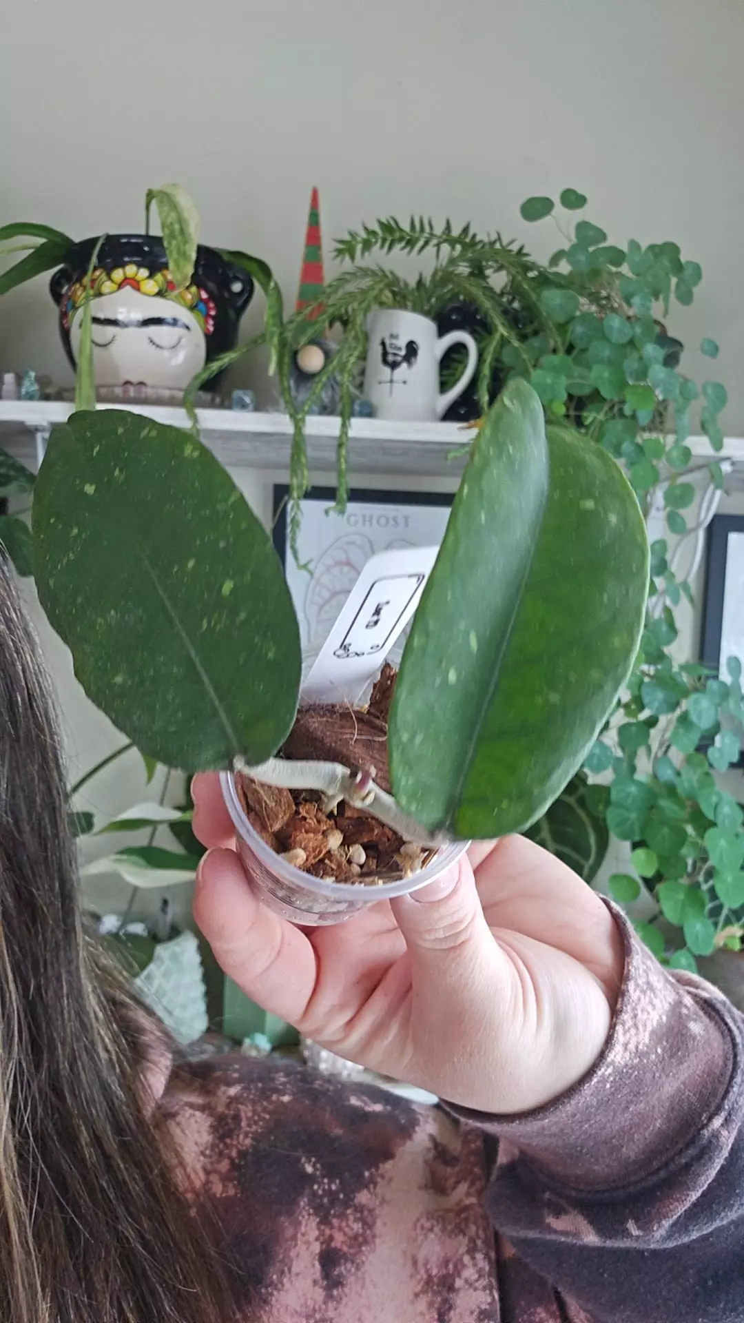 plant/aceh lost id-0