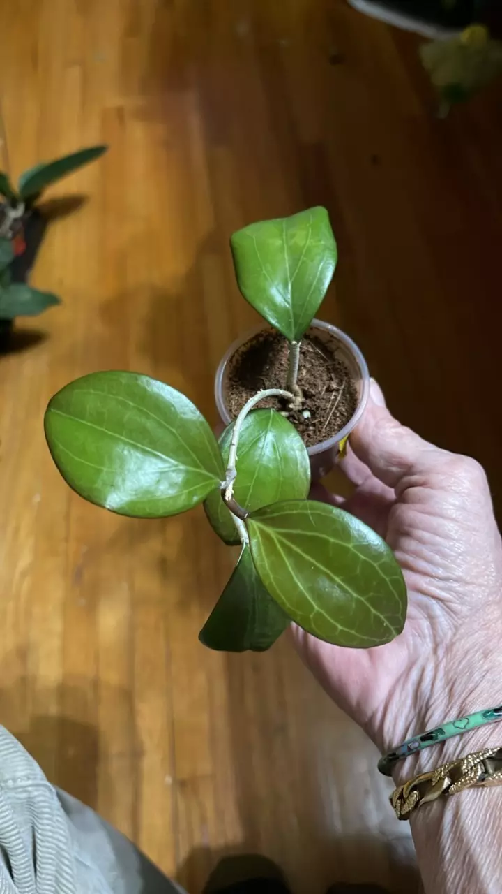 plant/57 Hoya merrillii-0