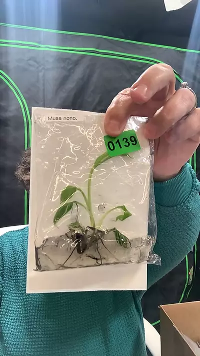 plant/tc musa 139-0-thumbnail