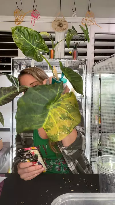 plant/0561 Aurea regal shield-0-thumbnail