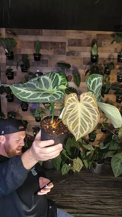 plant/rc x kos  x rc x doryaki-0-thumbnail