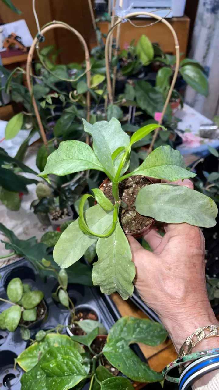 plant/47 Hoya multiflora 'Silver-0