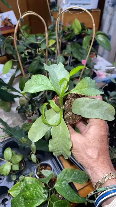 plant/47 Hoya multiflora 'Silver-0-thumbnail