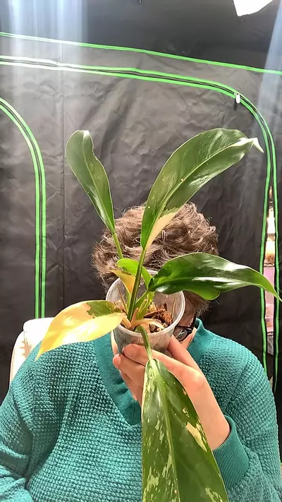 plant/wend-imbe var Phil-0-thumbnail