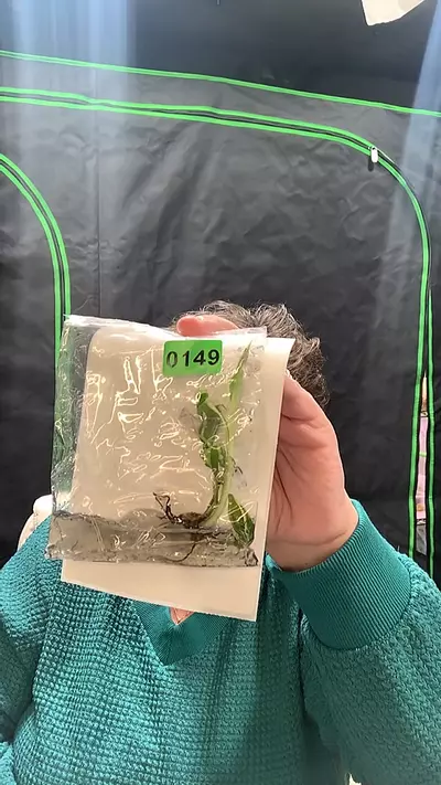 plant/149 musa Nono-0-thumbnail