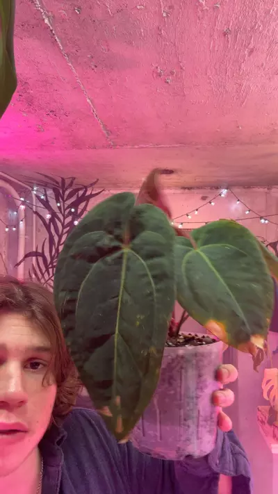 plant/pap mag x Brielle rc-0-thumbnail