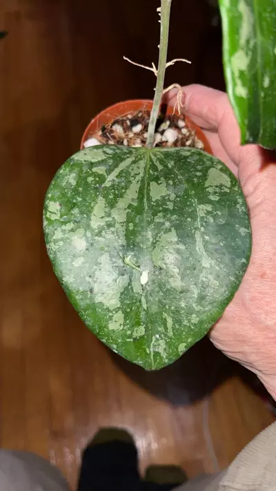 plant/54 Hoya 'Snow Queen'-1-thumbnail