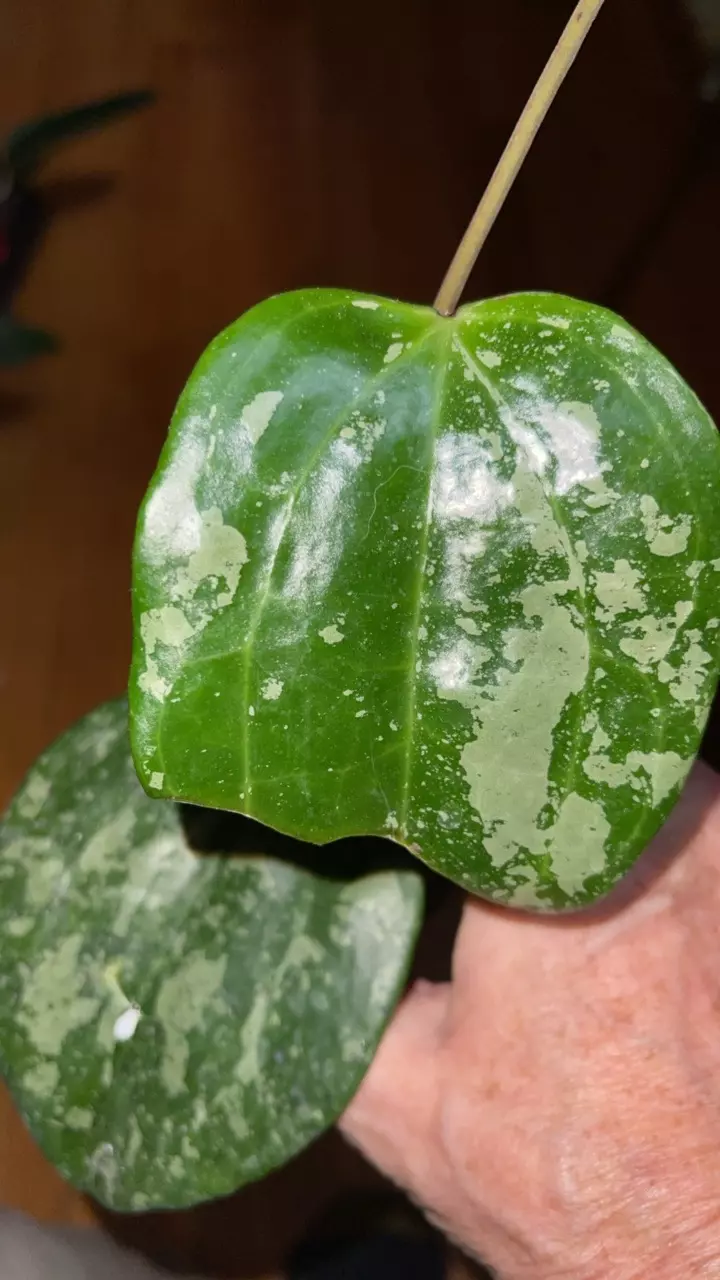 plant/54 Hoya 'Snow Queen'-2