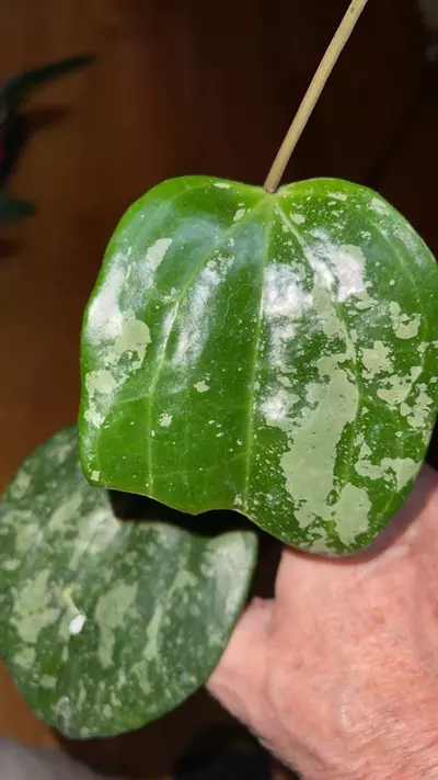 plant/54 Hoya 'Snow Queen'-2-thumbnail