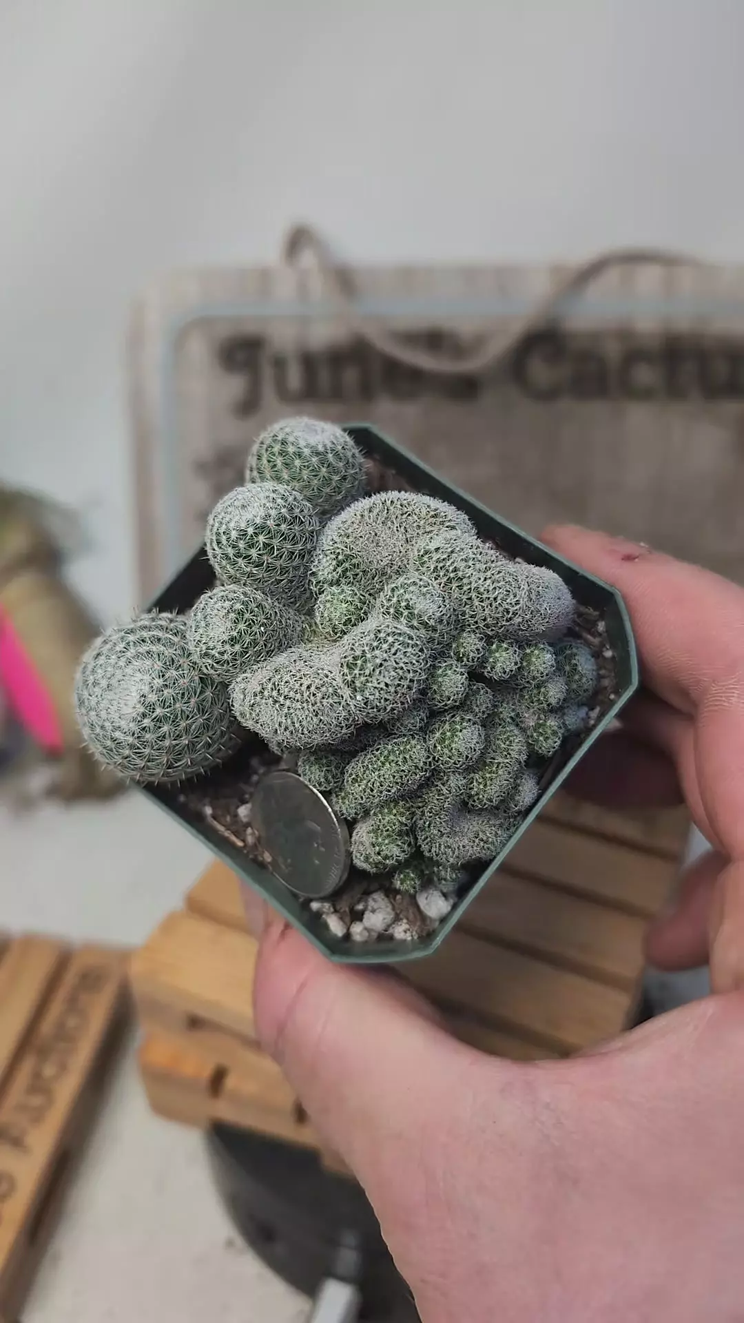 plant/j61 mutant cluster mammillaria microthele 2.75" potn-0