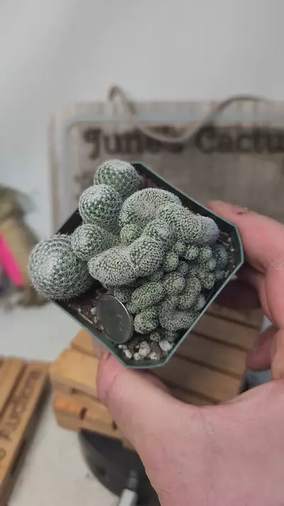 plant/j61 mutant cluster mammillaria microthele 2.75" potn-0-thumbnail
