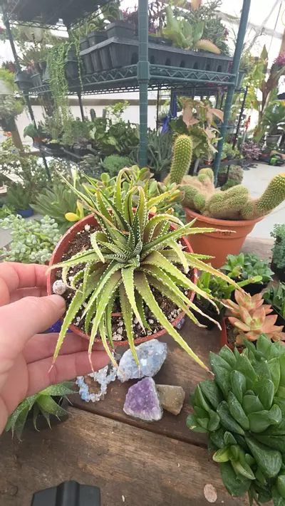 plant/var haworthia 4"-0-thumbnail