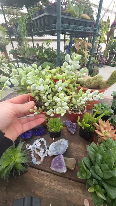 plant/cotyledon pendens 4"-0-thumbnail