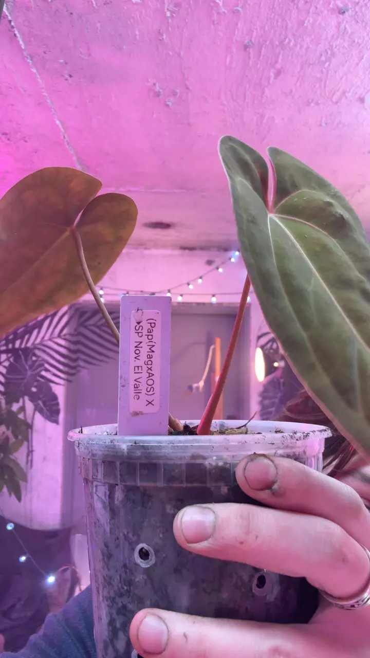 plant/pap mag x aos x sp nov el valle-0