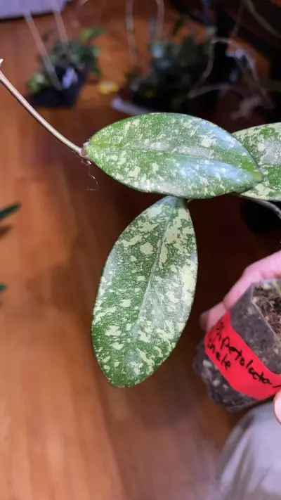 plant/39 Hoya crassipetiolata x 'Michele' Clone 2-1-thumbnail