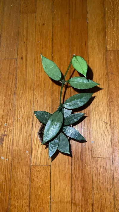 plant/56 Hoya lacunosa 'Dark Form' (or 'Black Queen', 'Gothic')-0-thumbnail