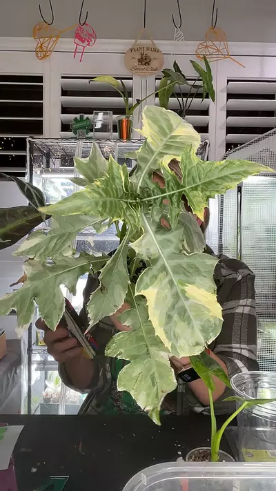 plant/0105 v. thistle-0-thumbnail