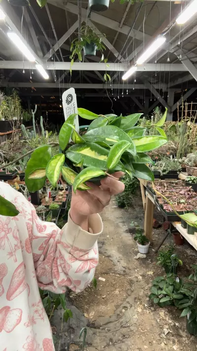 plant/H521 princess-0-thumbnail