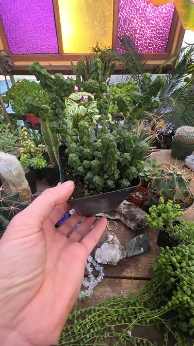 plant/pep columella #6-0-thumbnail