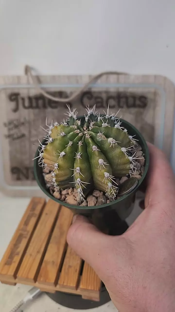 plant/j151 lime green vari gymno 4" pot-0