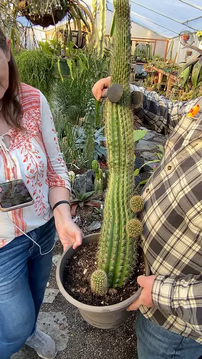 plant/Golden torch echinopsis 10”-0-thumbnail