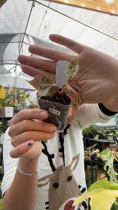 plant/Ken's Dream 5775-0-thumbnail