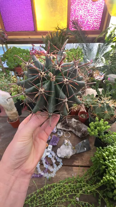 plant/goth cactus fero-0-thumbnail