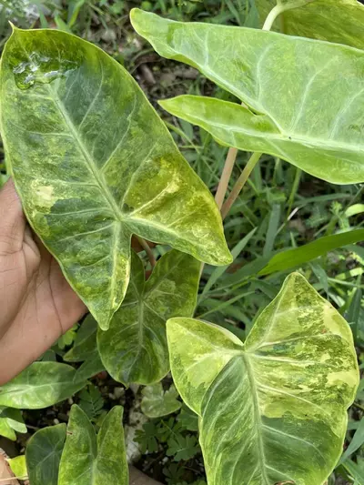 plant/pseudo Auera corm-0-thumbnail