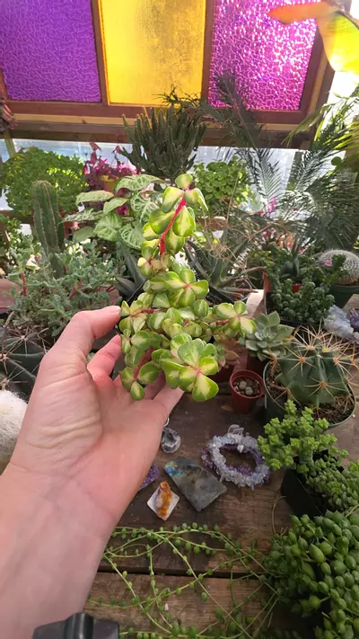 plant/var elephant 3"-0-thumbnail