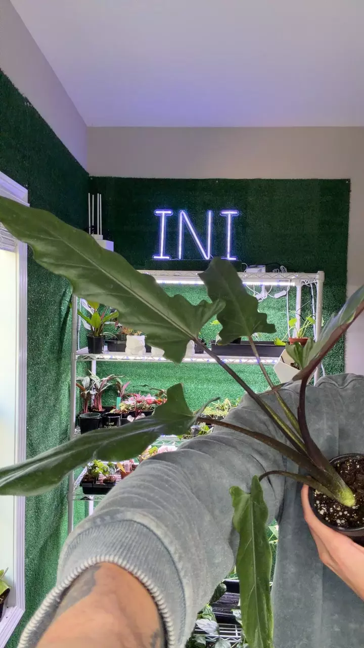 plant/alocasia lauterbaciana-0