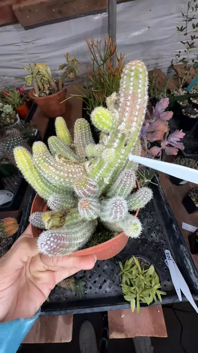 plant/var peanut butter cactus-0-thumbnail