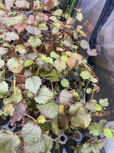 plant/Hibiscus African Rose-0-thumbnail