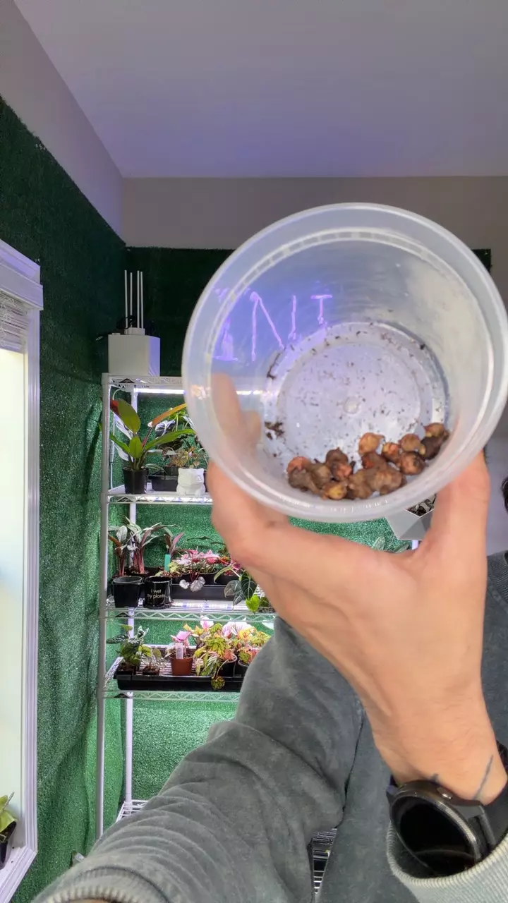 plant/2x stingray corms-0