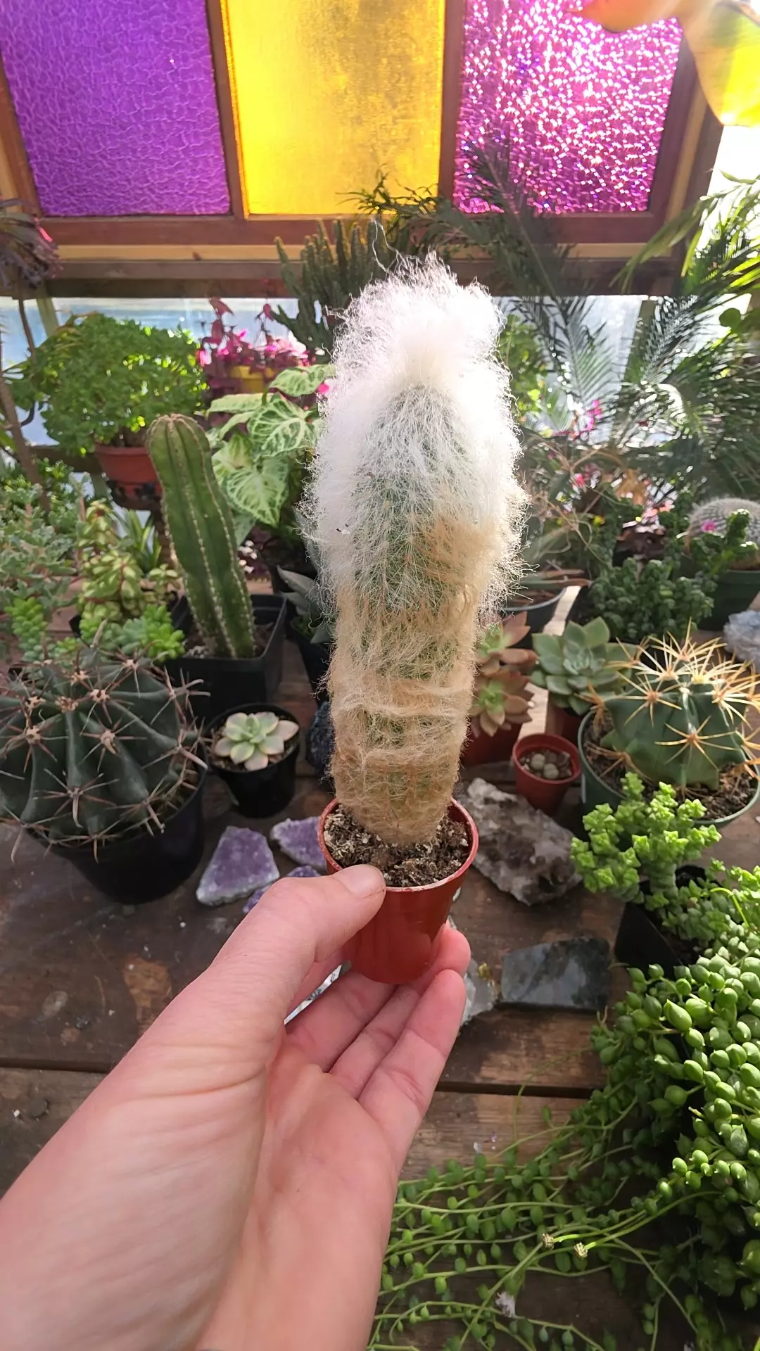 plant/fuzzy old man cutie-0