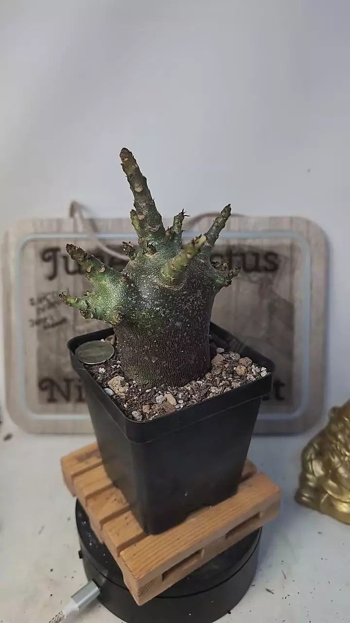 plant/j143 purple Adenium arabicum 3.5" pot-0