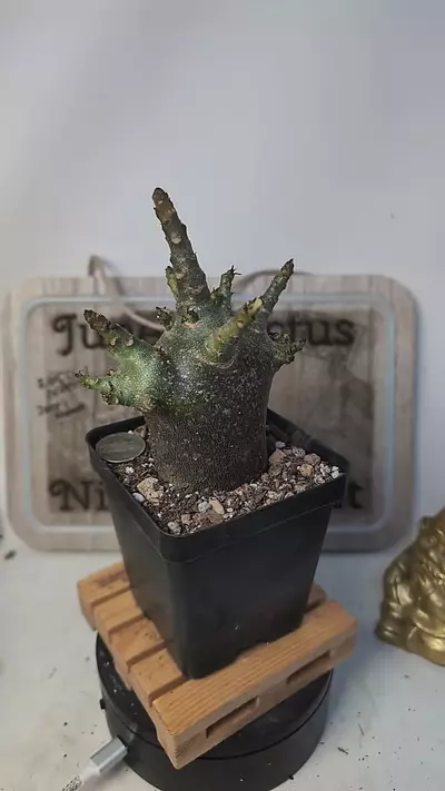 plant/j143 purple Adenium arabicum 3.5" pot-0-thumbnail