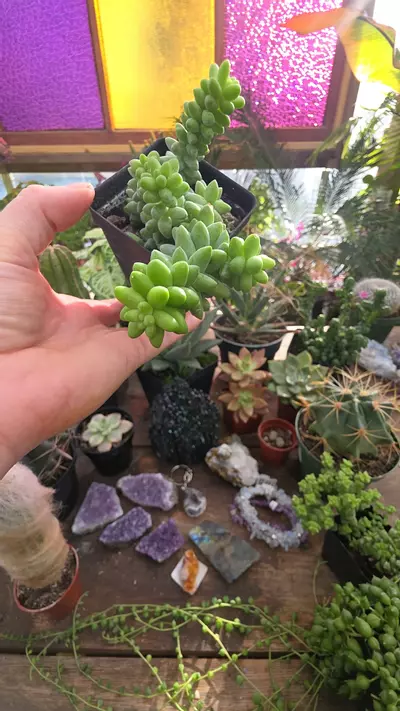 plant/burros tail 3"-0-thumbnail