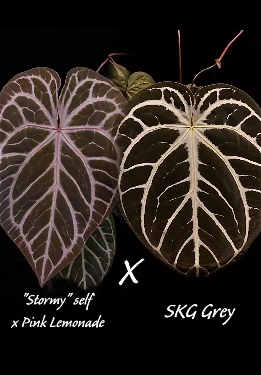 plant/🩷PINK BUNDLE🩷-2