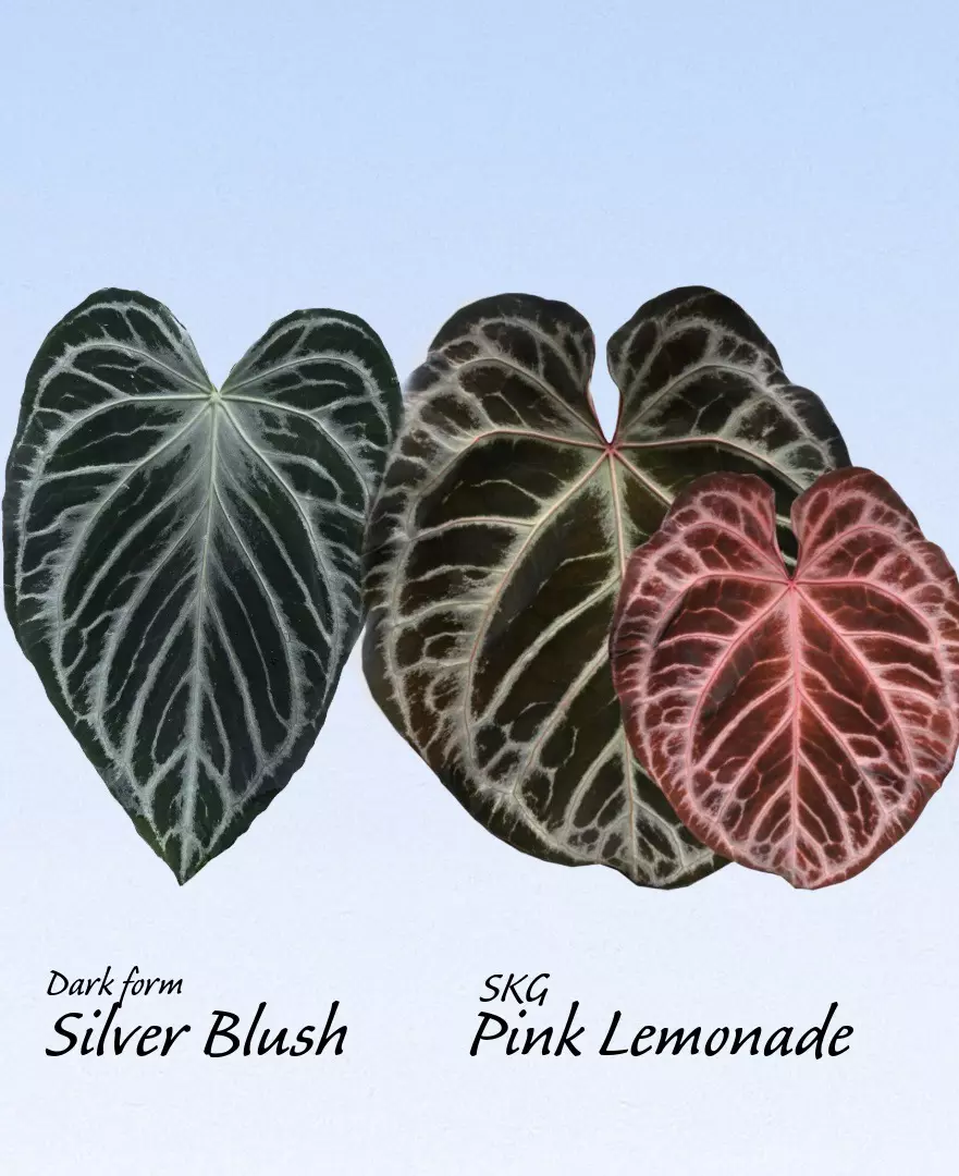 plant/🪙SILVER BUNDLE🪙-0