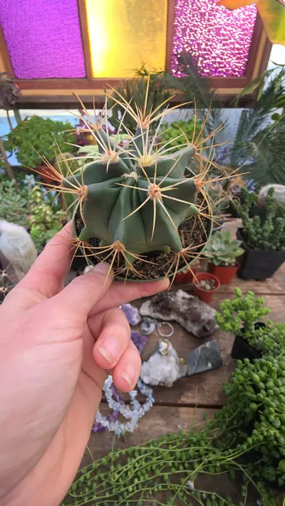 plant/huge Ferocactus 4"-0-thumbnail