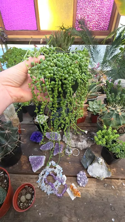 plant/sop 4" green long-0-thumbnail